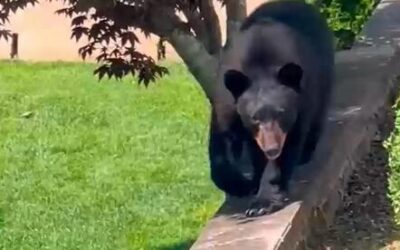 Suburban NY police euthanize bear due to lack of tranquillizers, sparking outcry