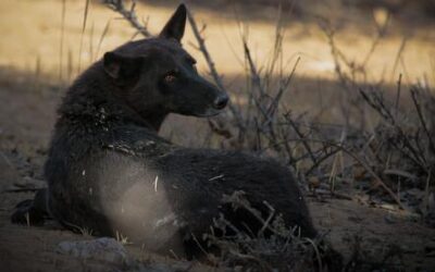 Rare black-furred canid in Negev may be dog-jackal hybrid