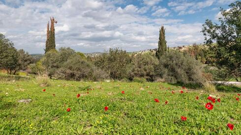 ‘Nature proves its strength’: Green returns to forests burned in Jerusalem Hills wildfire