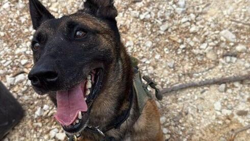 ‘A fighter who saved many soldiers’: Bernie the IDF dog killed after spotting Hezbollah ambush