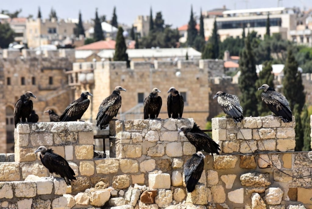 Two Failed Israeli PMs Who Brought On Oct 7 Team Up | Frontpage Mag