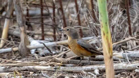 Rare bird sightings draw birdwatchers to Israel’s Hula Valley