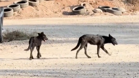 Stray Gaza dog packs terrorize border farms
