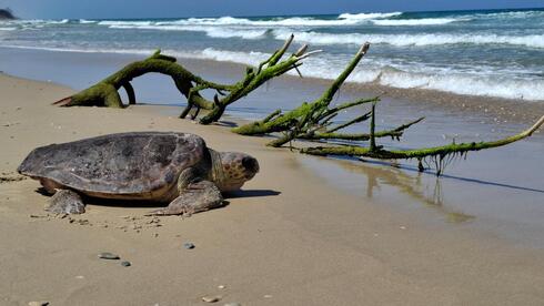 First sea turtle nests of the season found on Israel’s beaches