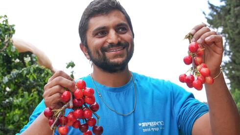 ‘There is little fruit this year’: war, weather batter cherry season in northern Israel