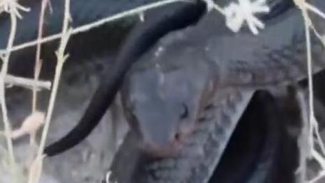He encountered an Israeli black cobra: ‘The only cobra in Israel’