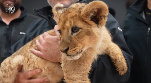 Palestinian man gets 30 months for trying to sell lion cub authorities say animal never found