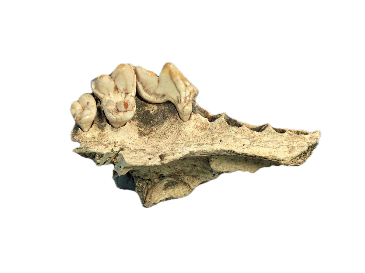 The Ten (June 2026) – Tablet Magazine