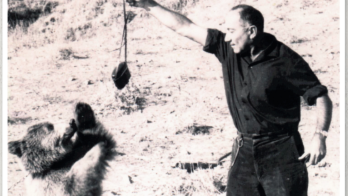 The Mossad’s secret bear: How a Kurdish rebel gift became an Israeli mystery