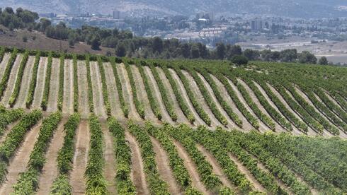 Wine, nature and food: a day trip through Mateh Yehuda’s vineyards