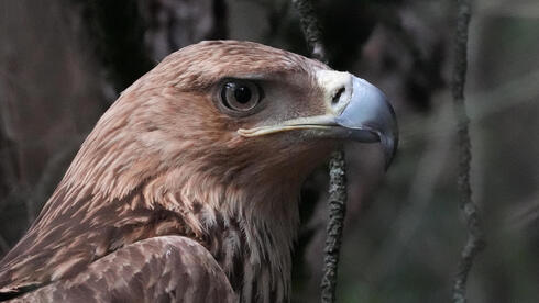 Feliks the eagle is back home in Serbia after a kidnap ordeal in the Middle East
