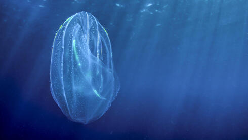 Meet the transparent Mediterranean invader that can turn back its biological clock