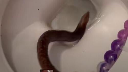 ‘My worst nightmare’: Reptile found inside toilet sparks panic in central Israel