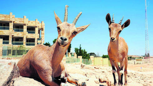 In Israel’s desert towns, endangered ibexes have become beautiful trouble