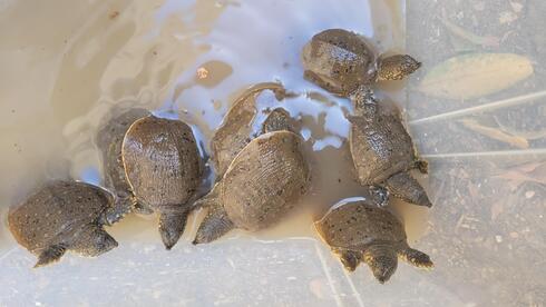 Against the odds, Israel’s endangered softshell turtles are making a comeback