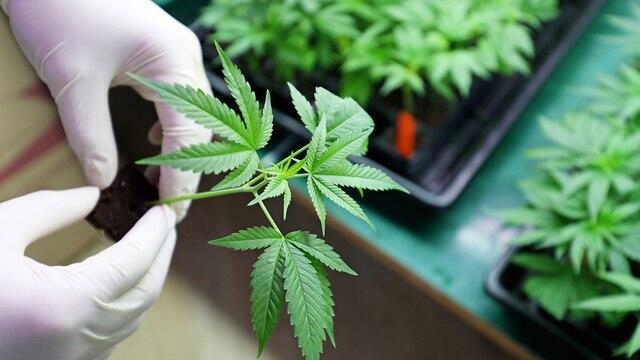 Cannabis company InterCure to receive 230M shekels in compensation for October 7 damages