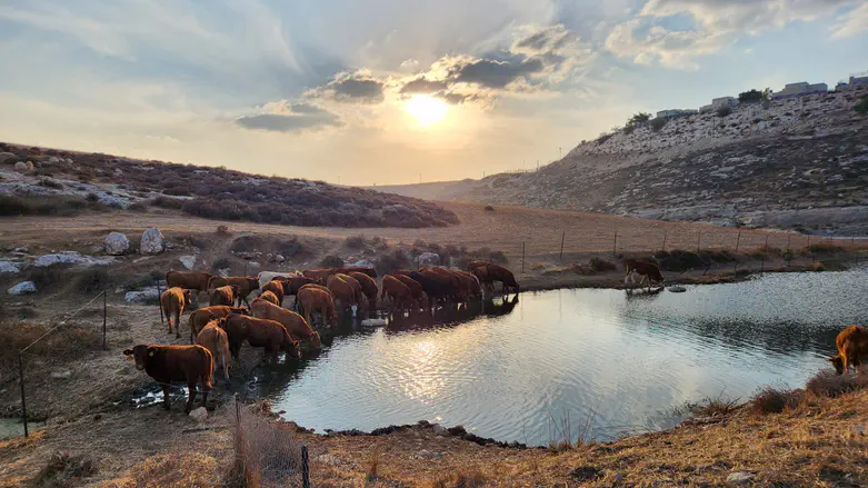 Join us for a special tour of Judea and Samaria farms over Sukkot