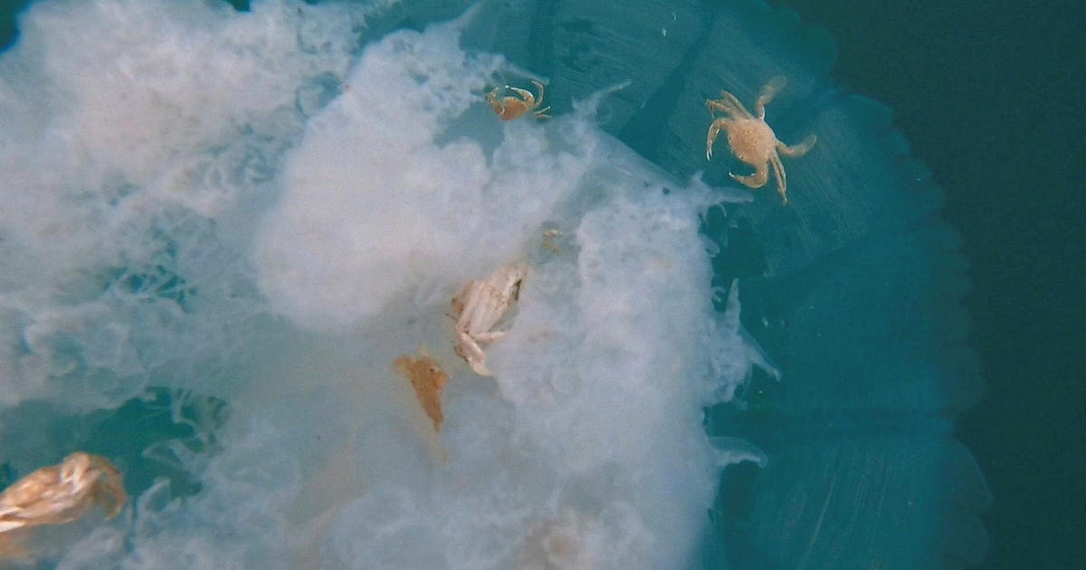 First-ever off Israel’s coast: Crabs filmed seeking shelter under jellyfish
