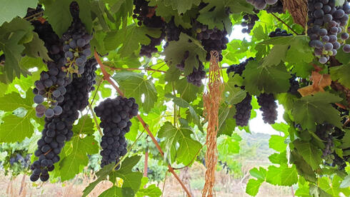 The half-empty glass: Israel’s wine industry battles falling demand, cheap imports and growing stockpiles