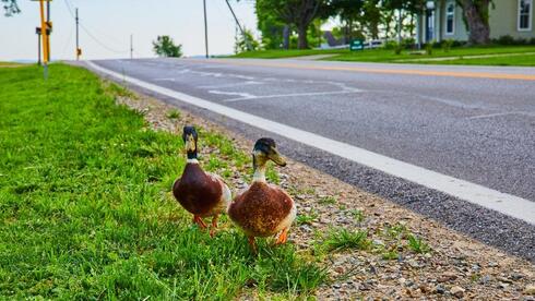 What happens to wildlife when Israel’s roads fall silent on Yom Kippur?