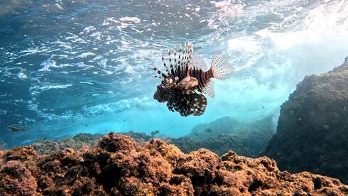 Red Sea invaders spread along Israel’s Mediterranean coast as new fish mapping project begins