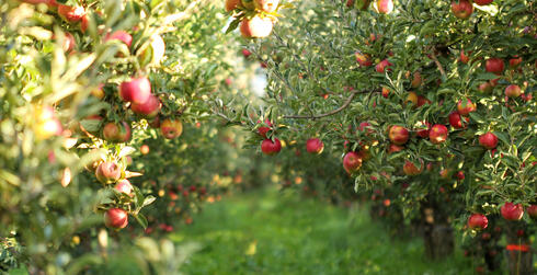 Apples under threat: How climate change is reshaping orchards worldwide