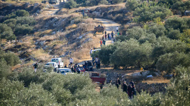 Father and son deported from Israel over illegal olive harvest