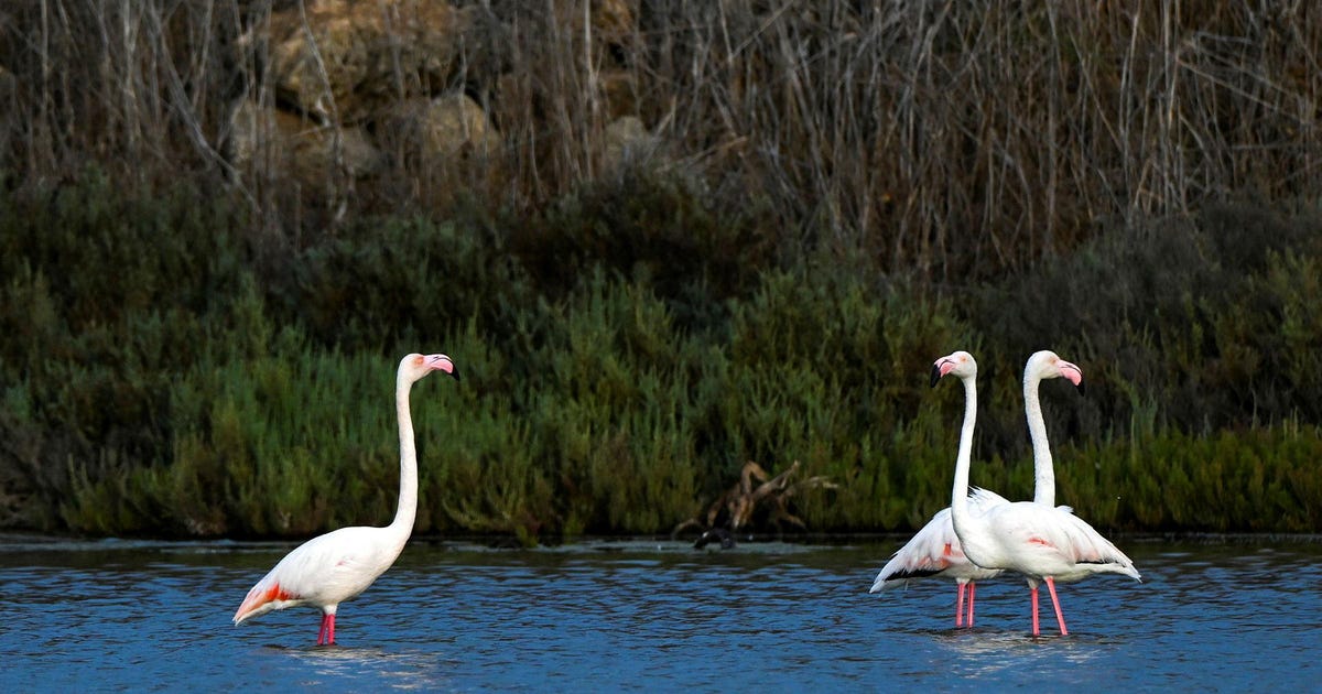 Landed as scheduled: Flamingos return to Israel’s northern coast