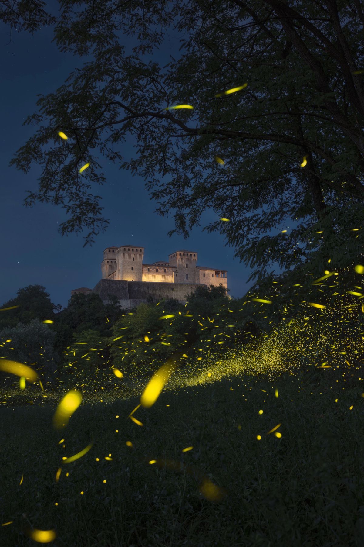 Searching for Fireflies – Tablet Magazine
