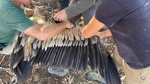 GPS trackers reveal where vultures fly after release in Israel