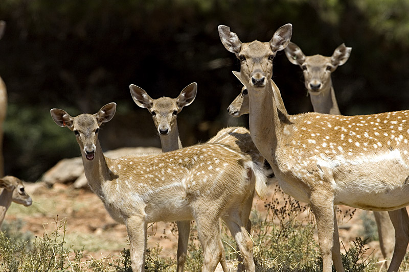 When Nature Conservation Becomes a Colonial Crime: How Israel-hate hijacked environmental sciences