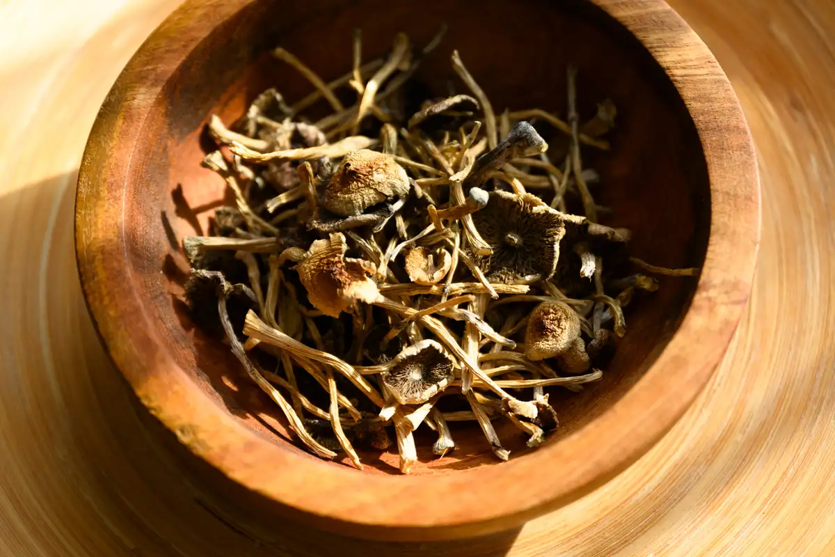 Ecstasy and magic mushrooms to be trialled in Israel as treatments for PTSD