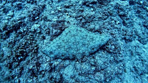 Rare sight off Israel’s coast: dozens of endangered butterfly rays gather in shallow waters | Watch