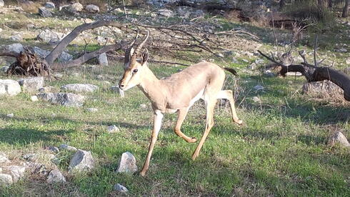 Israel’s mountain gazelle survived millennia, but development threatens its future